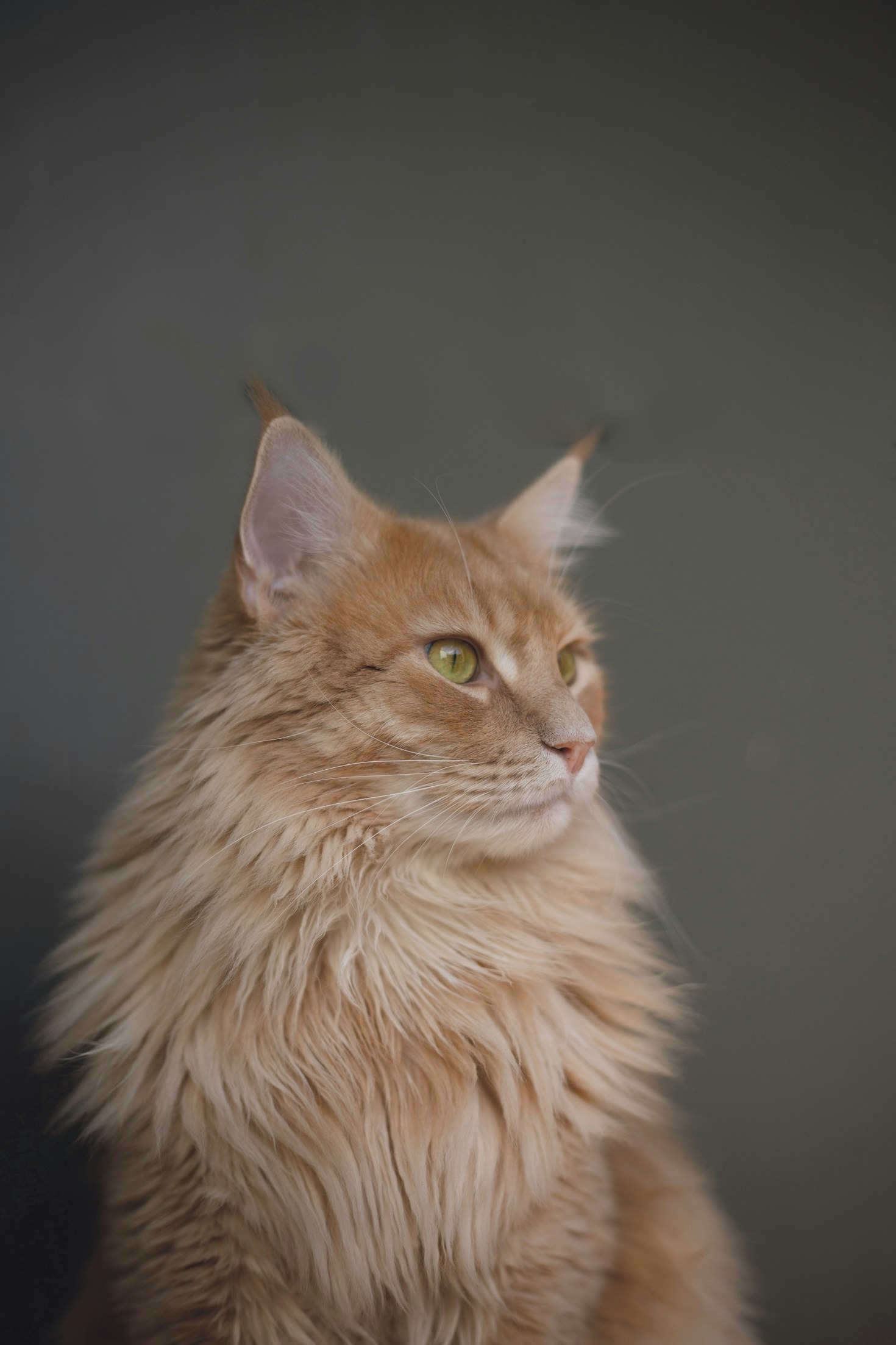 Cómo cuidar y mimar a un gato como Bru